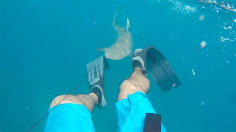 Graphic Shark Bites Spearfisherman In Florida Keys Youtube