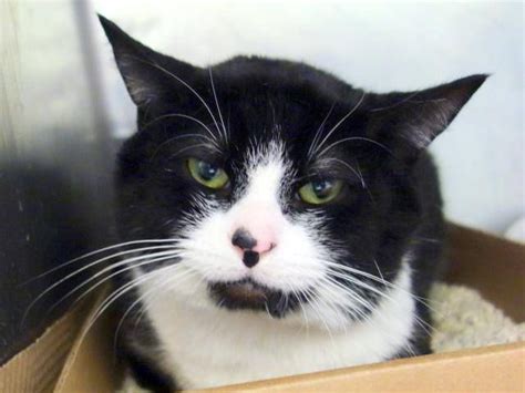 Pulled By Anjellicle Cats Rescue Nyc Sweet And Friendly Boy To Be