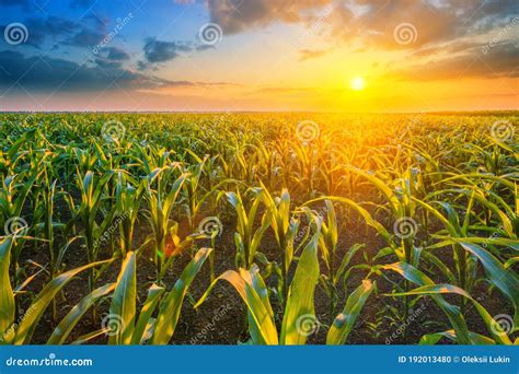 Corn Field At Sunset With Bright Sun Stock Photo Image Of Horizon