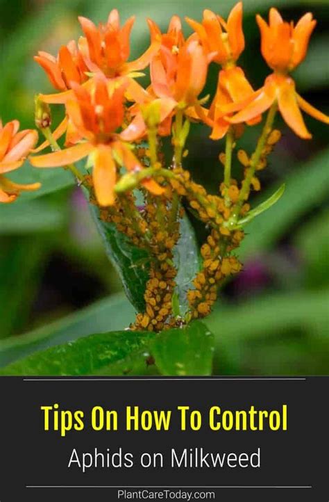 How To Get Rid Of Milkweed Aphids On Your Milkweed Plants Artofit