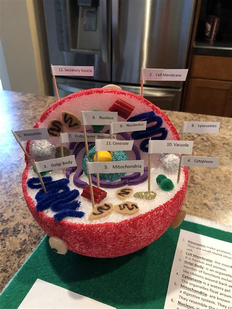 Animal Cell Wall Project