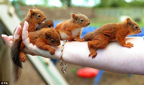 Homeless Baby Squirrels Rescued After Hurricane Katia Blew