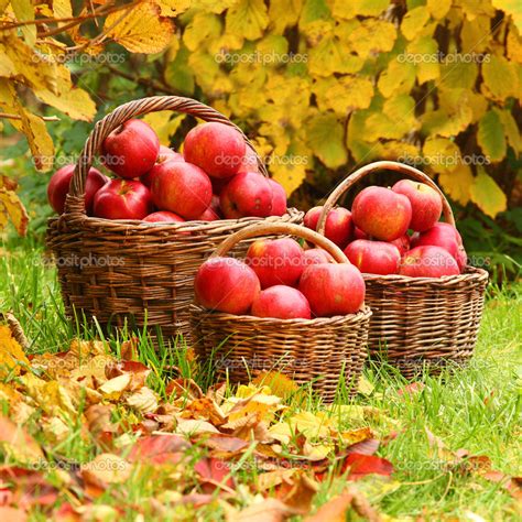 Fresh Ripe Apples In The Basket — Stock Photo © Vladvitek 29557801