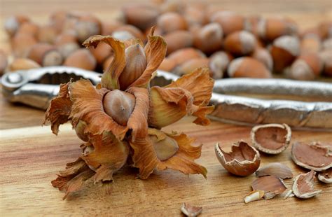 Hazelnuts Nuts Nutshell Free Photo On Pixabay