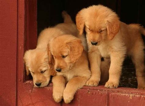 Connecticut Golden Retriever Breeders | PETSIDI