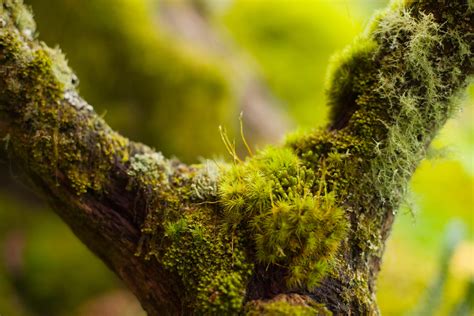 moss the 350 million year old plants that turn the unsightly into things radiant of beauty