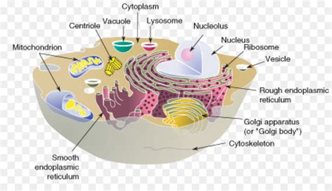 In animal cells, small vacuoles are present. Diagram Animal Cell Vacuole - Diagramaica