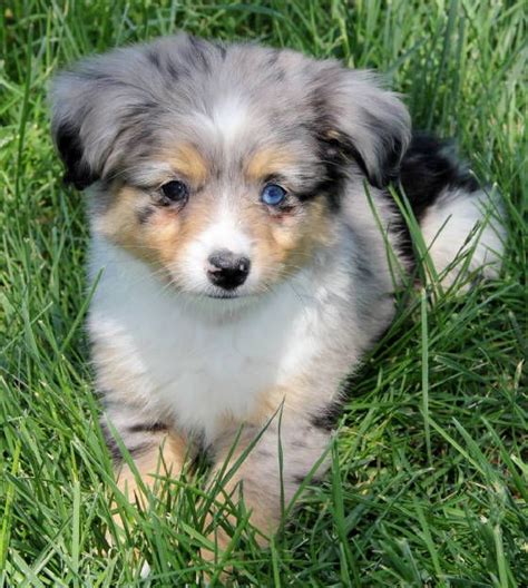 The breed standard for both is very similar. Toy Australian Shepherd For Sale Missouri - ToyWalls
