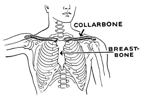 Collarbone And Breastbone