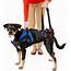 HandicappedPets Front Lift Combo Dog Harness Medium  Chewycom