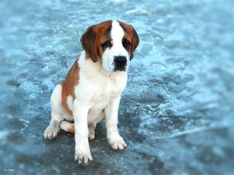 If you are unable to find your puppy in our puppy for sale or dog for sale sections, please consider looking thru thousands of dogs for adoption. Saint Bernard puppy for sale in ANN ARBOR, MI. ADN-71507 on PuppyFinder.com Gender: Female. Age ...