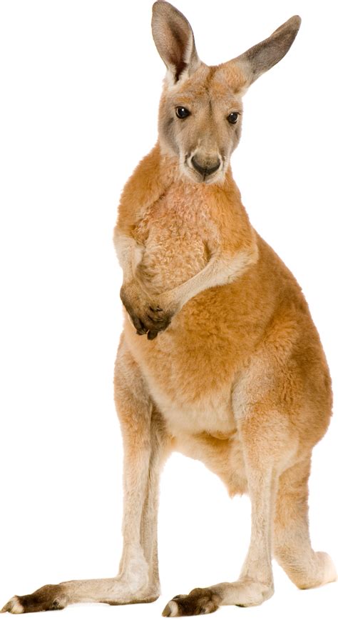 Australia Kangaroo Png Hd Png Mart