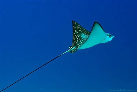 On location (3:05 in hd!) • asymmetrical warfare: eagle ray in the blue | Eagle ray, Under the sea, Blue color