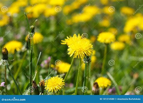 Dandelion Or Celandine Grow In A Sunny Meadow In Spring And Summer