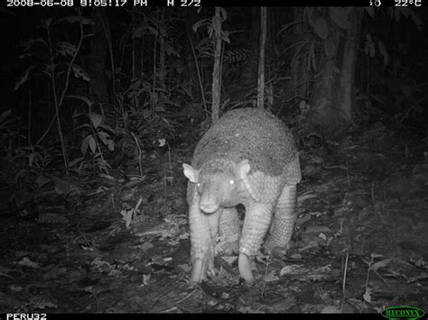 Rainforest Creatures Caught On Camera At The Smithsonian
