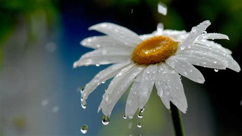 Flowers In The Rain Wallpapers High Quality Download Free