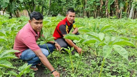 Porang ngrayun ponorogo, porang pohon, porang hidroponik, porang madiun paidi, tanaman porang, tanaman porang siap. Petani Pidie Kembangkan 2,2 Hektare Tanaman Umbi Porang ...