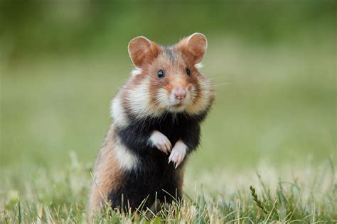 Kumpulan Gambar Hamster Yang Lucu Dan Mudah Dipelihara