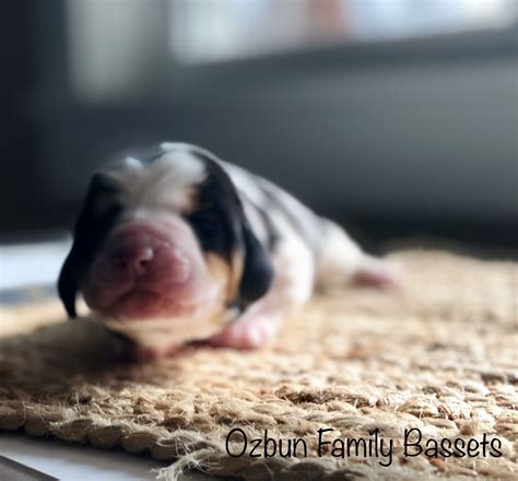 Bassethounds have a docile, lazy, and stubborn temperament but love children. Amedelyofpotpourri: Basset Hound Puppies For Sale North Dakota