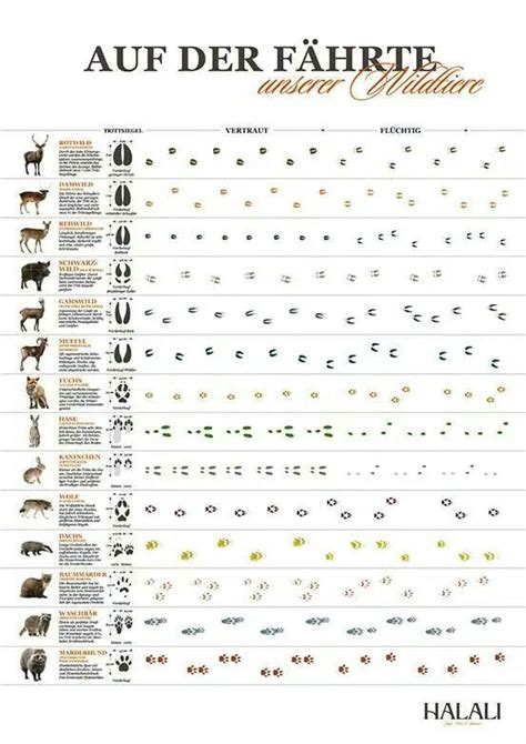 Kennst du diese tierspuren bekannter tiere im wald? Fährten | Tierspuren, Jagd, Fährte