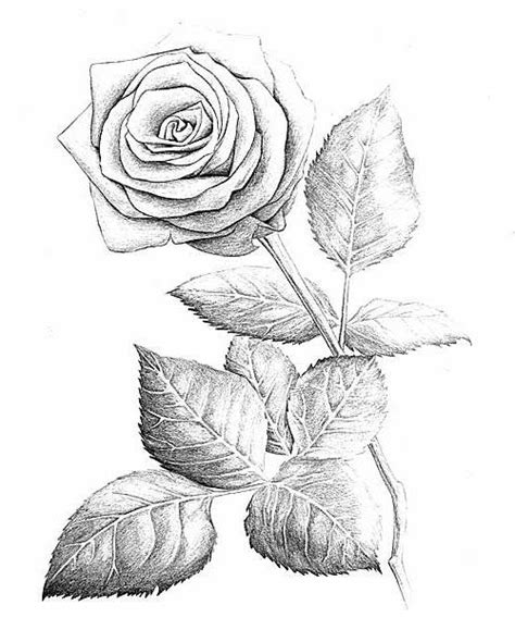 top 135 imágenes de rosas para dibujar a lapiz theplanetcomics mx