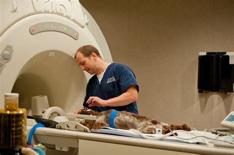 Mri In Pets What To Expect Bush Veterinary Neurology Service