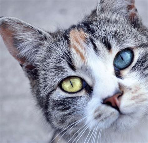 Most Beautiful Cats With Heterochromia Lazy Penguins