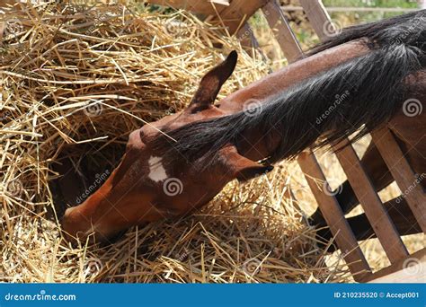 Closeup Portrait Of Domestic Horse While Eating Hay From Feeder In