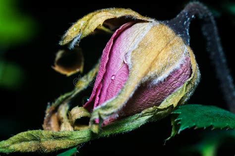 Dying Rose Bud Stock Photo Image Of Floral Growth Green 46642350