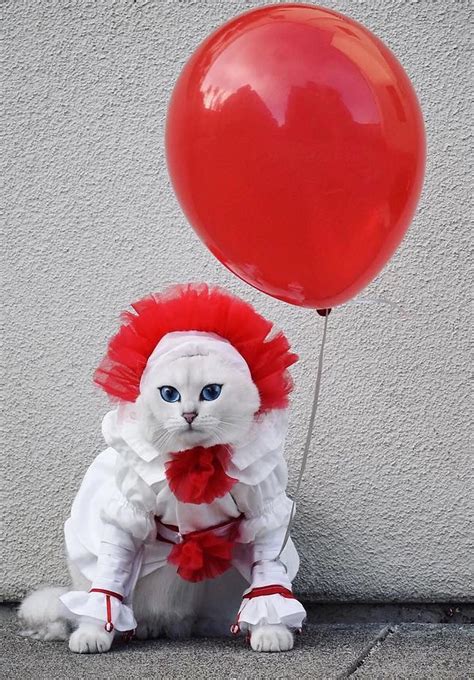 Clown Cat Meme