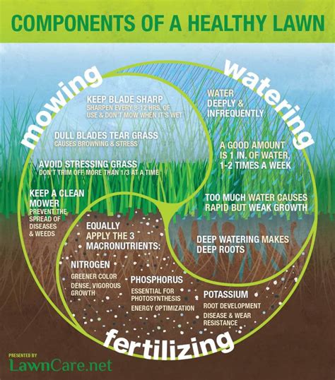 3 Components Of A Healthy Lawn And Basic Lawn Care Infographic