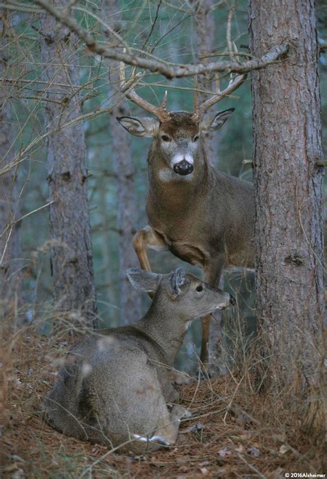 Calling And Rattling When To Do It Legendary Whitetails Whitetail