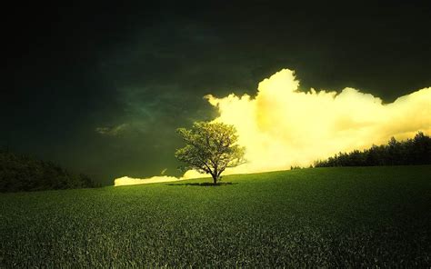 Wallpapers Lonely Tree Photography Wallpapers