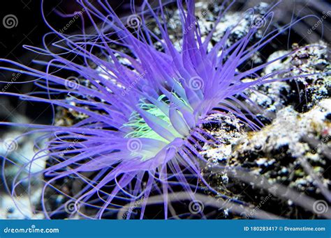 Sea Anemone In Natural Habitat Marine Plants And Animals Stock Image