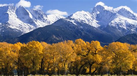 Landscape Autumn Trees With Yellow Leaves Snow Capped Mountains With