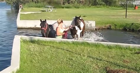 Two Horses Playing In Water For First Time Is Pure Joy Wwjd