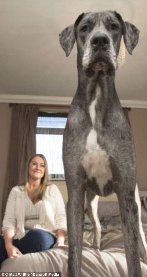 Biggest Dog In The World Is 7ft 6in Great Dane Who Loves Chicken And
