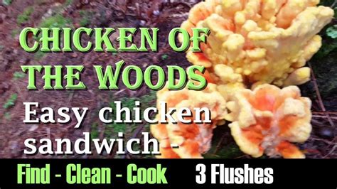 How To Cook Chicken Of The Woods Recipe Foodrecipestory