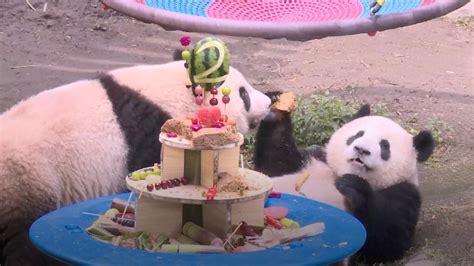 Panda Twins In Sw Chinas Chongqing Zoo Celebrate 2nd Birthday Cgtn
