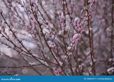 Snow Falling On Peach Blossoms Abnormal Meteorological Phenomenon