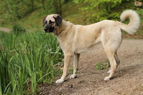Turkish Kangal Dog Breed Facts Highlights And Buying Advice Pets4homes
