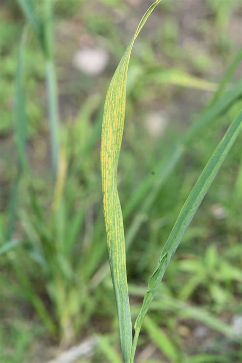 Wheat Streak Mosaic Disease Complex Found In The Southern Panhandle
