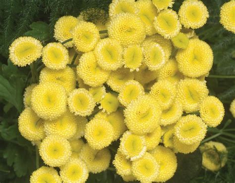 Chrysanthemum Matricaria Vegmo Snowball Extra Muller Seeds