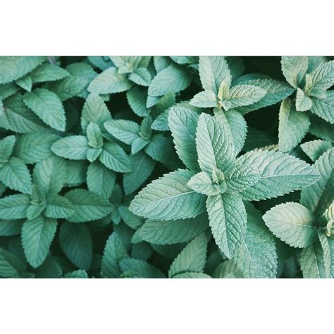 Tinna Aromatics Japanese Mint Plant Seeds Medicinal Incense Herbaceous