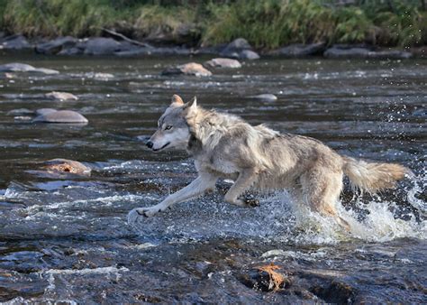 Wolf Facts Spirit Animal Info