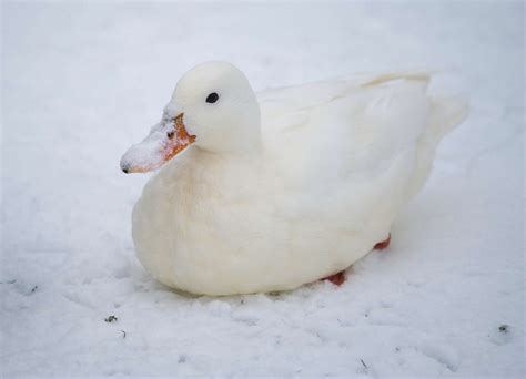 Duck In The Snow