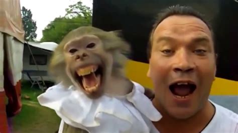 Monkey Funny Monkeys Compilation Part 1 Обезьяны Смешные обезьяны 1