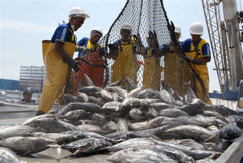 Los Cambios Que Plantea El Sector Pesquero Para Superar Un Año Difícil