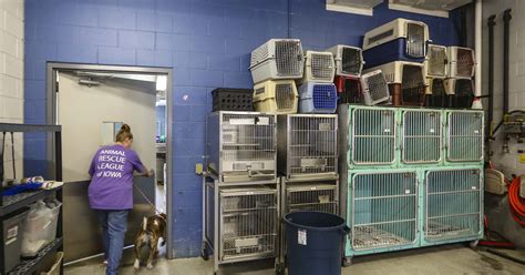 Animal Rescue League Des Moines Over 70 Cats And Kittens Rescued From