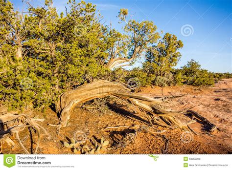 An Ancient Gnarled Juniper Tree Navajo Monument Park Utah